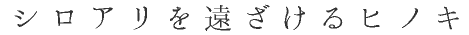 シロアリを遠ざけるヒノキ