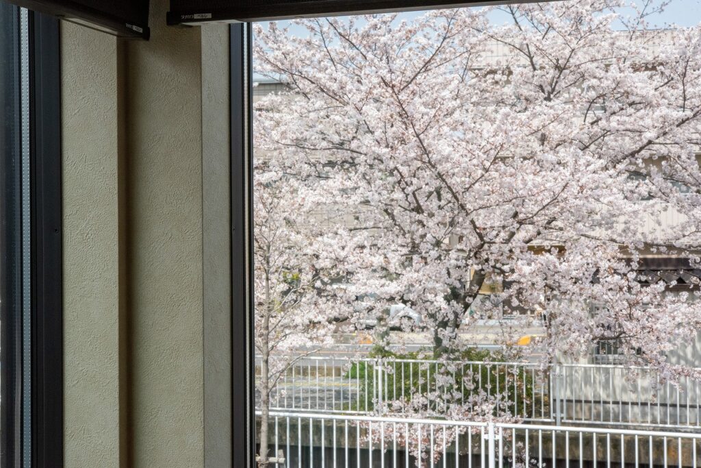 スキップフロアから桜が見える家