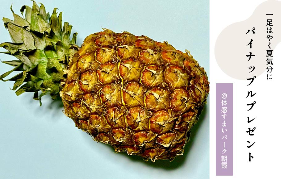パイナップルプレゼント