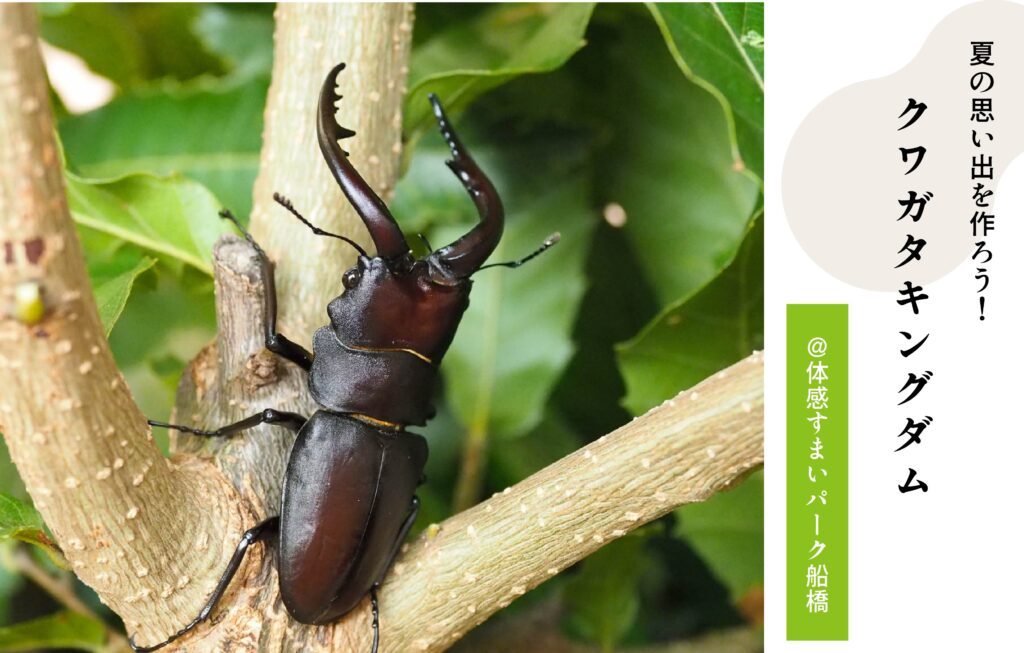 クワガタキングダム