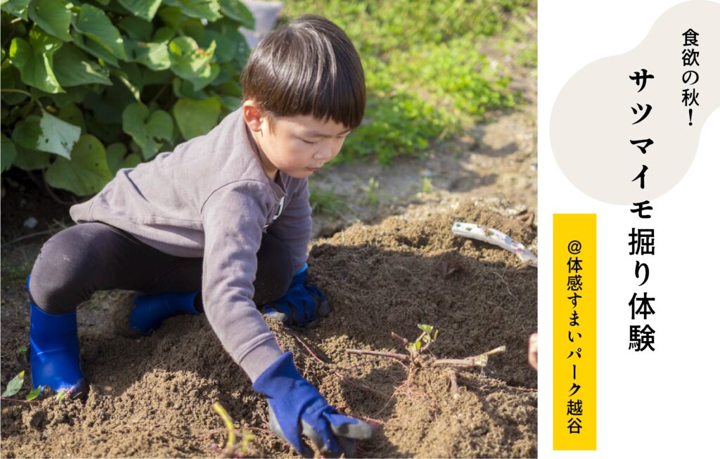 さつまいも掘り