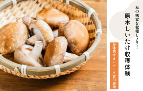 しいたけ収穫体験